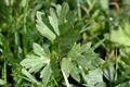 creeping buttercup